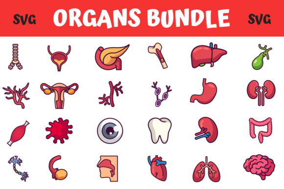 A Designer's Look at the Medical Organs Bundle